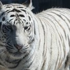 Eakchot Eak Krisuwan