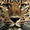 murka_222