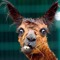 joe_likes_sloths