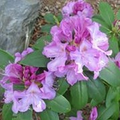 Tammy Ramsey Winstead