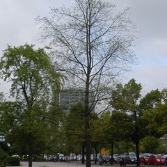 Silberahorn