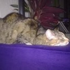 Frances van Bijllaardt