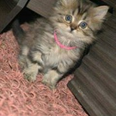 A'3ani