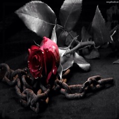 BlackRoseD