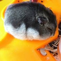 Pavara Choktananukul