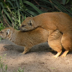 Rabid Mongoose