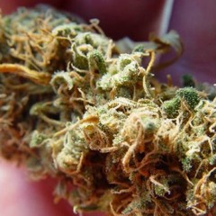 Antonio Sativa