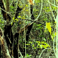 father_nature3