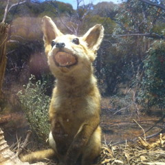 FrechPossum