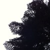 R3(rolandrocharecords)