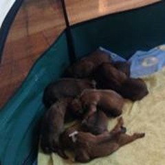 Pierce Patrick Mccaig