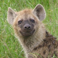 MINIMAL HYENA
