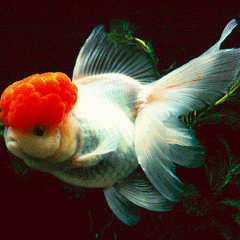 22GoldenFishes