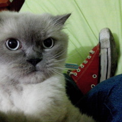 Amanda Grace Zegarra