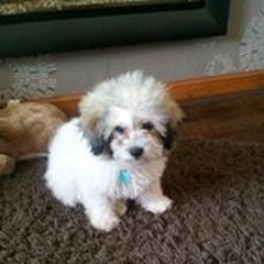 Susie Turnbull Greer