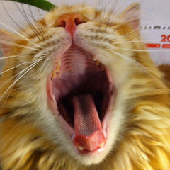 monotonous beats to put you in a sweet state of mind