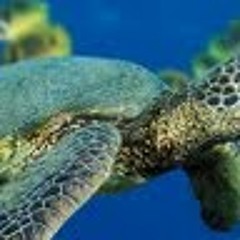 Sungha Jung Counting Stars