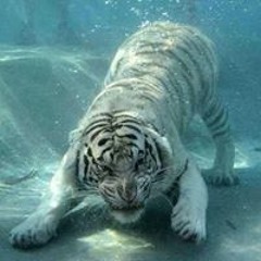 اسامه
