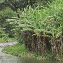 فايز الحلو   القلب يعشق.mp3