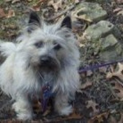 Terri Frantz Bronner