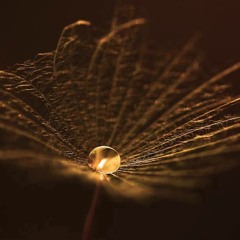 Ṕrễnsễs Pặrlặk