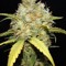 psykadelic_IV