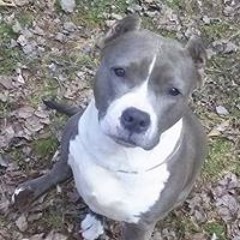 Heidi Marra Hedgeland