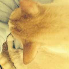 i_KilledKitty
