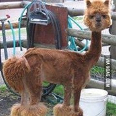 Shannon Lamar Harris