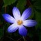 Flower Perspective Recs