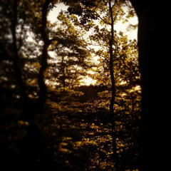 Timm Bawsdawg Nørgaard