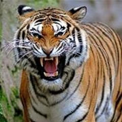 דודו אהרון - אל תדאגי לגורלנו