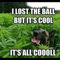 Legendd Smoxess Cashmore