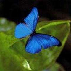 Françoise Ravelonanosy