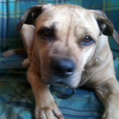 enrica benedetto (Chicca)