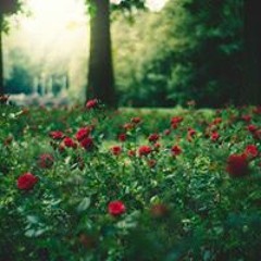 يام العيون السود حفله