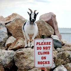 Ninja Goat