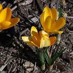 Stephanie Alicea Miller