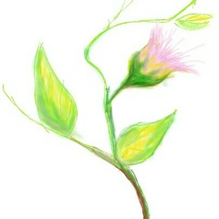 lillystu