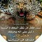 محمد