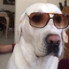 Anthony Francis Favre