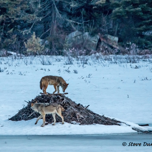 Algonquin Wolf Pack Howling