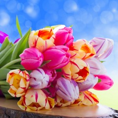 16Tulips