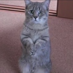 Watcharavich Jitjaroen