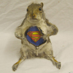 fastsquirrel