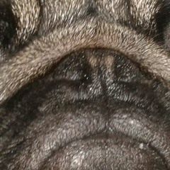 Pugwon