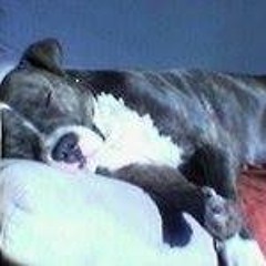 Paul Chippy De Souza