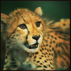 Dj. Rush - Felicidad