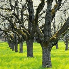 SkinHate - ПП  (muzfm.net)