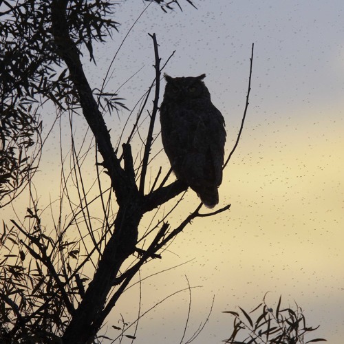 The Smallest Weird Number (Boards of Canada Cover)